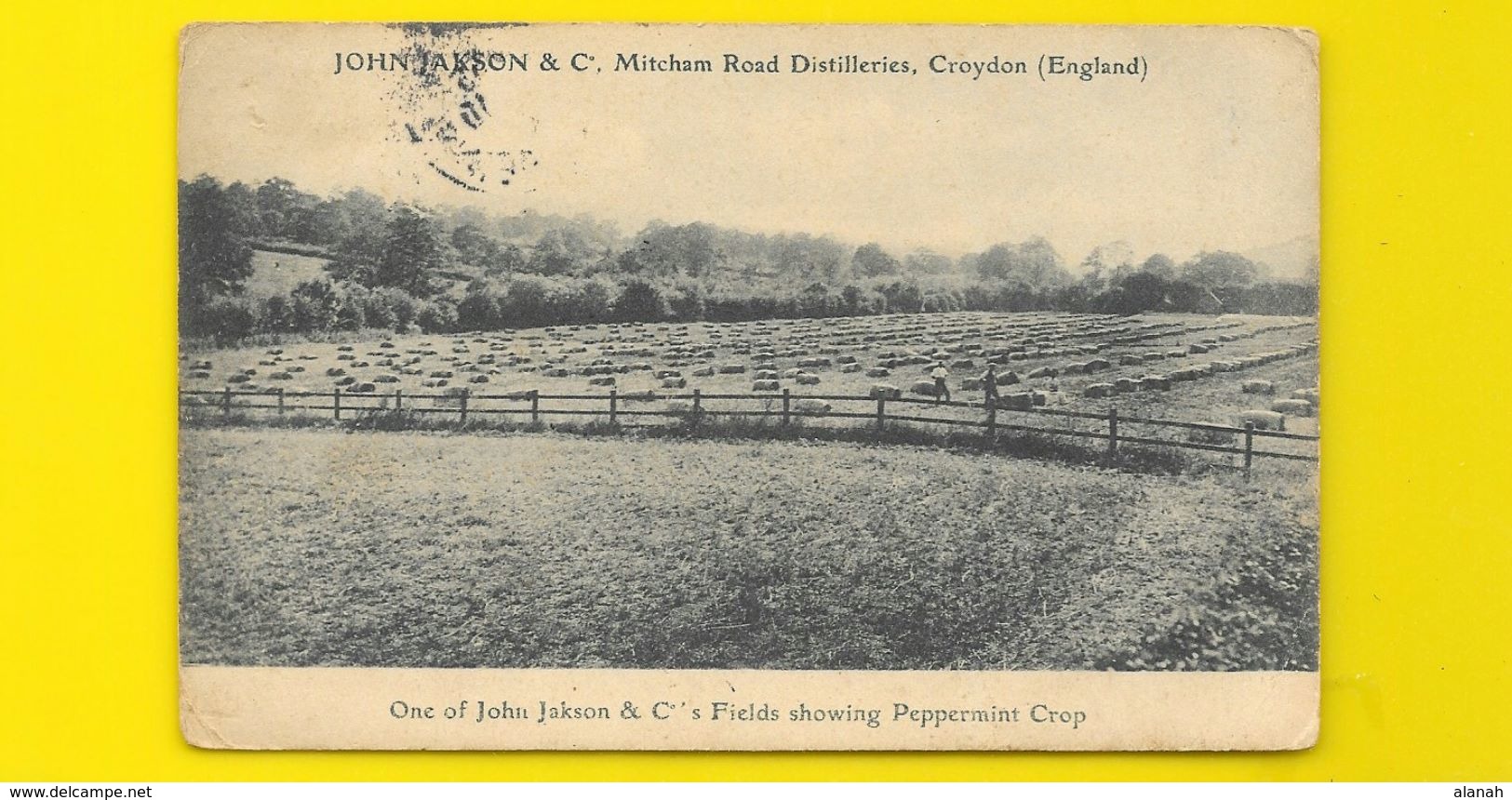 CROYDON Rare John Jackson Fields Showing Peppermint Crop () Surrey Angleterre UK - Surrey