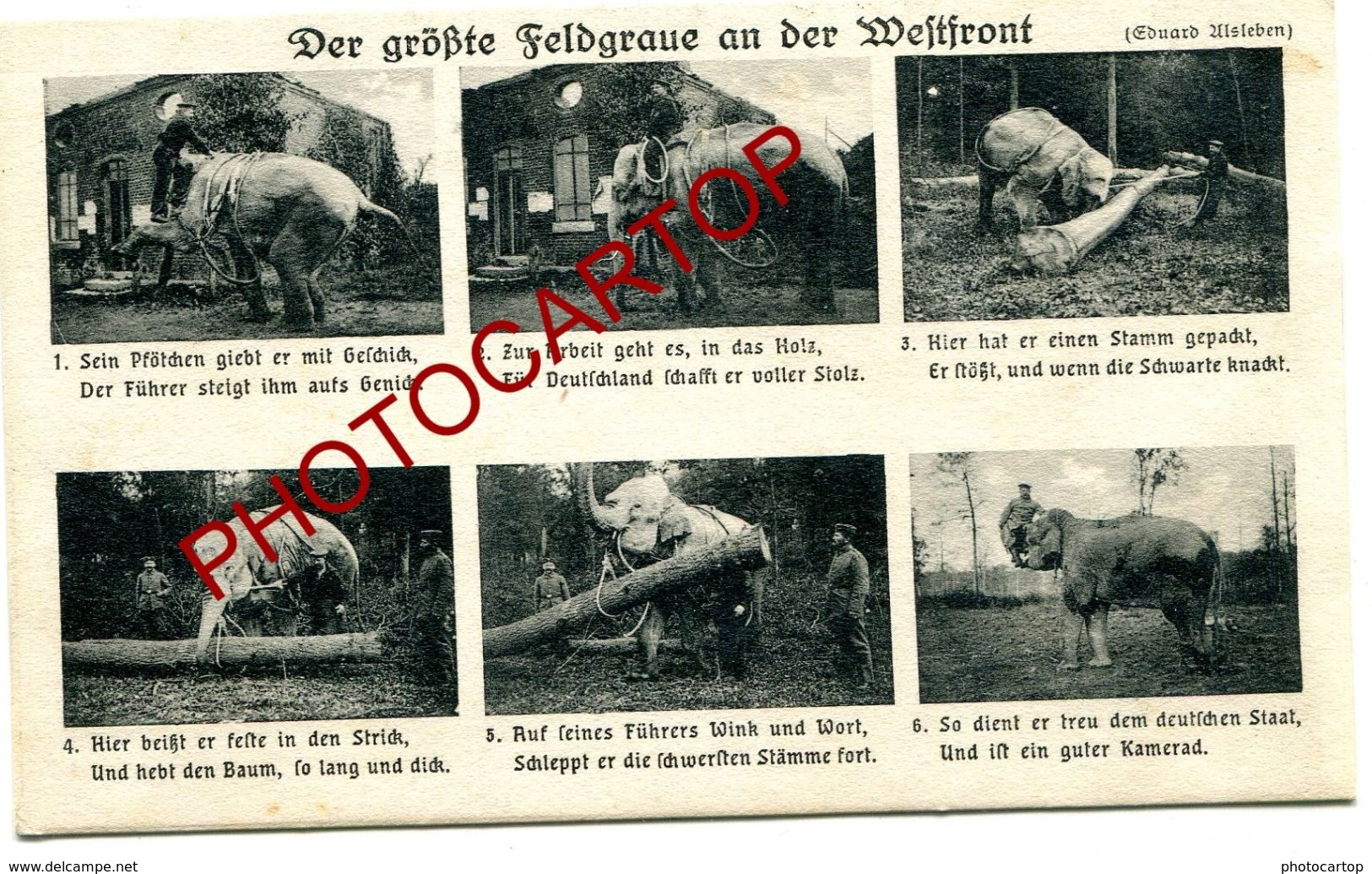 ELEPHANT Sur Le FRONT-Environs AVESNES-Troncs-Bois-Carte All.-Guerre14-18-1 WK -Militaria-Animaux-France-59-Feldpost 45C - Avesnes Sur Helpe