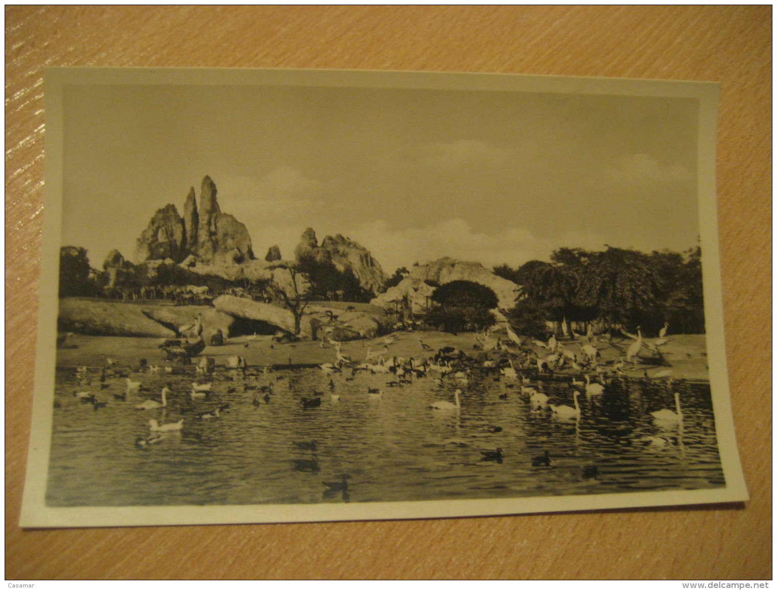 HAMBURG Grosser Vogelteich Africa Steppe Hagenbecks Tierpark Stellingen Zoo Post Card Germany - Stellingen