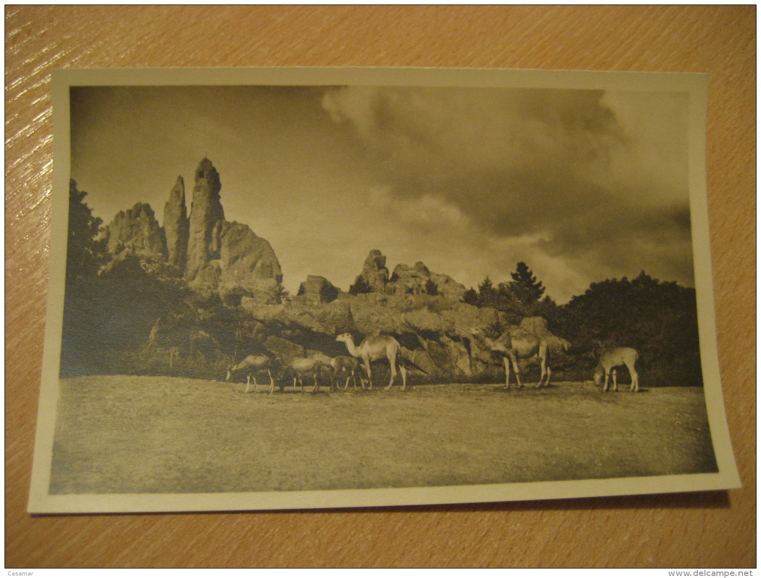 HAMBURG Camel Africa Steppe Hagenbecks Tierpark Stellingen Zoo Post Card Germany - Stellingen