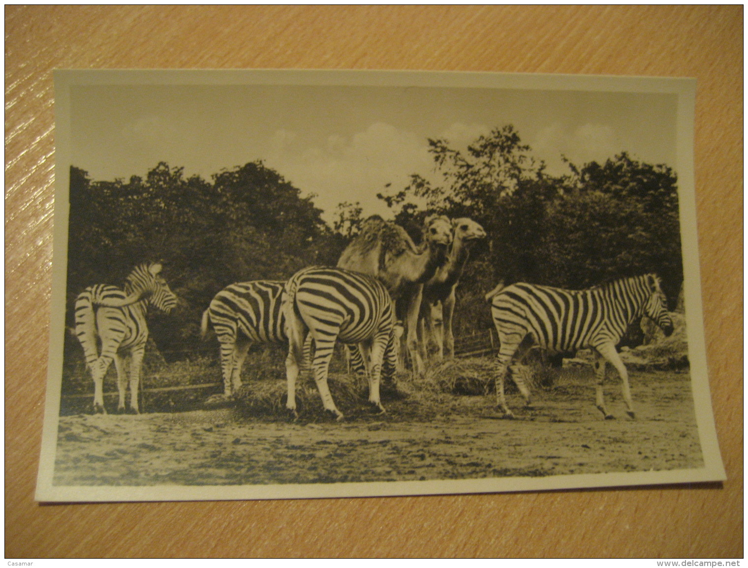 HAMBURG Zebra Dromedary Camel Hagenbecks Tierpark Stellingen Zoo Post Card Germany - Stellingen