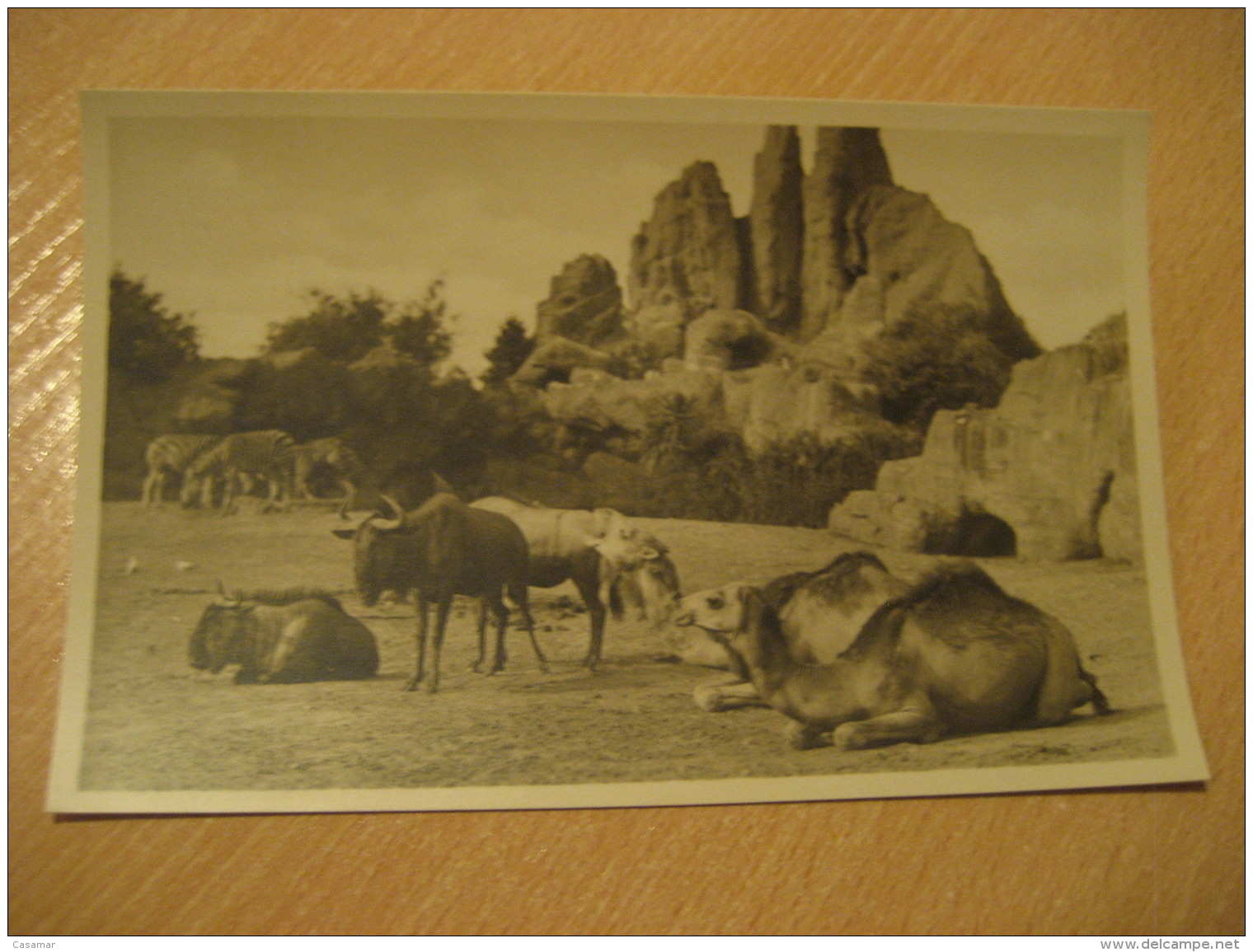 HAMBURG Zebra Dromedary Camel Wildebeest Gnu Hagenbecks Tierpark Stellingen Zoo Post Card Germany - Stellingen