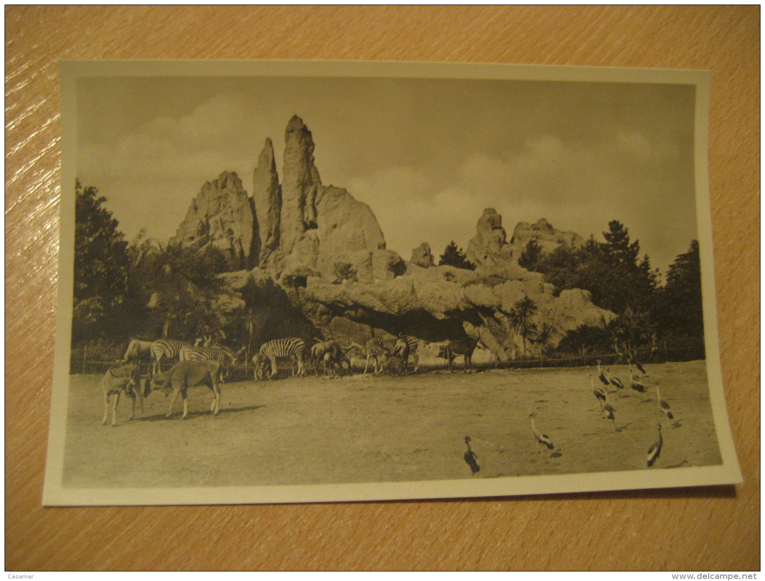 HAMBURG Zebra Kronenkraniche Antelope Hagenbecks Tierpark Stellingen Zoo Post Card Germany - Stellingen