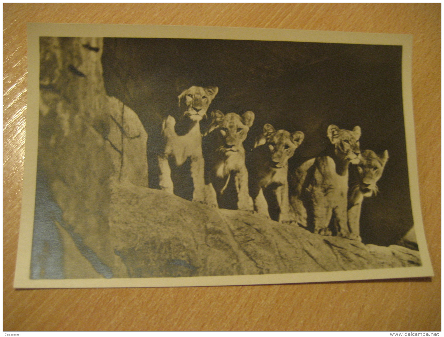 HAMBURG Lion Lowen Hagenbecks Tierpark Stellingen Zoo Post Card Germany - Stellingen