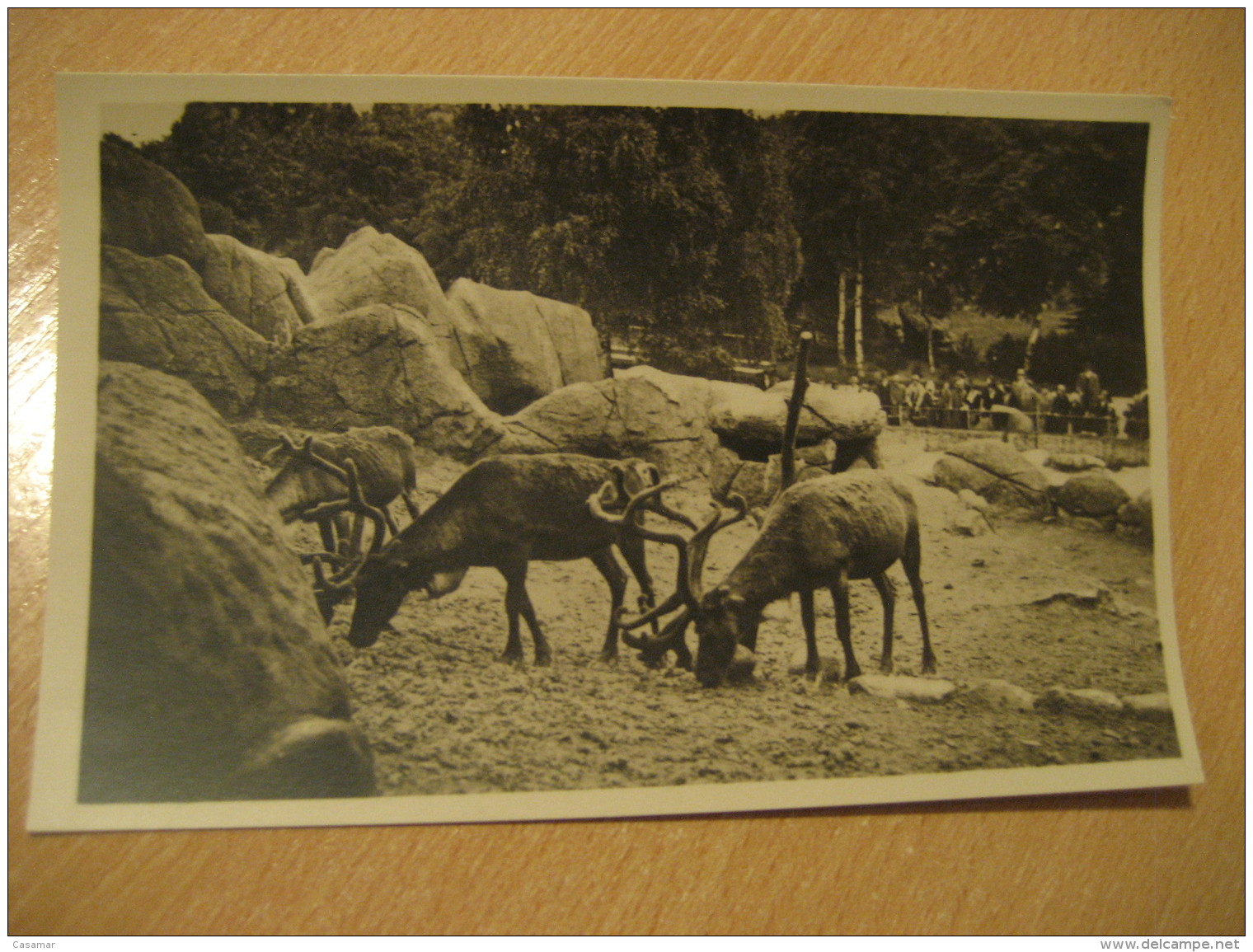 HAMBURG Nordland Panorama Renntiere Reindeer Hagenbecks Tierpark Stellingen Zoo Post Card Germany - Stellingen