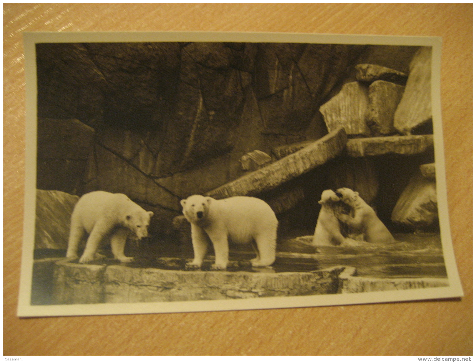 HAMBURG Nordland Panorama Eisbaren White Bear Hagenbecks Tierpark Stellingen Zoo Post Card Germany - Stellingen