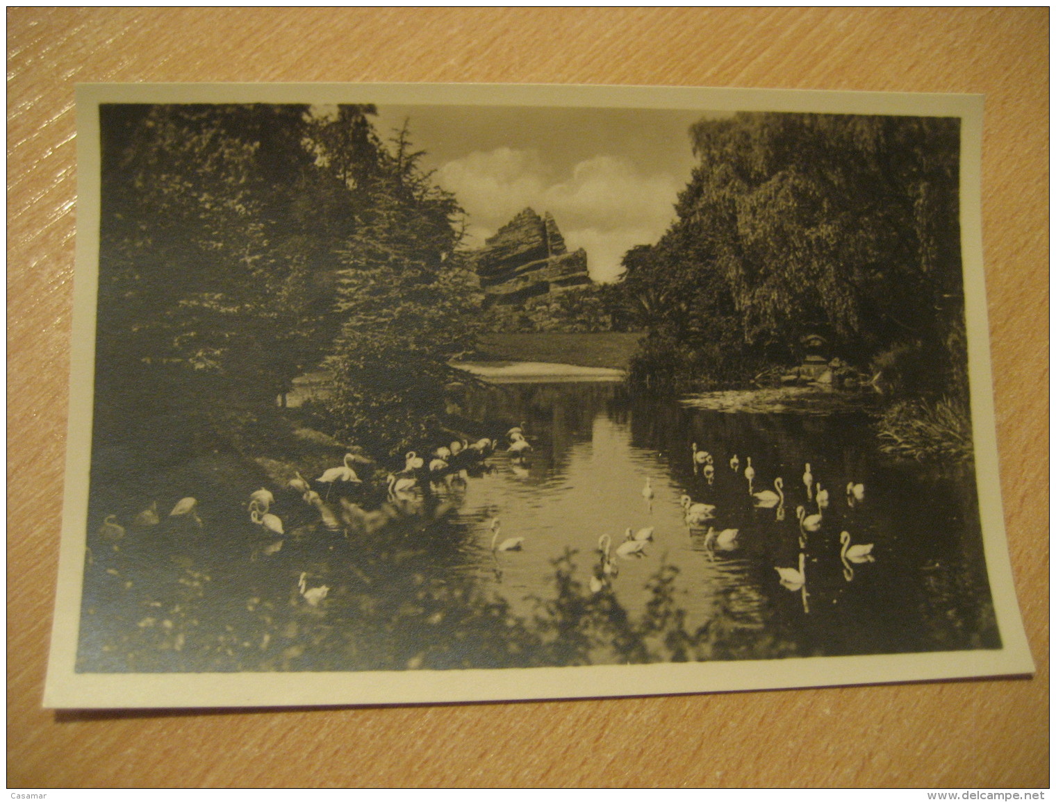 HAMBURG Flamingos Japan Hagenbecks Tierpark Stellingen Zoo Post Card Germany - Stellingen