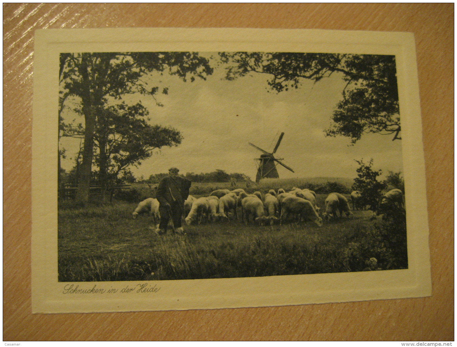 HEIDE Schnucken In Der Heide Sheep Goat Windmill Mill Post Card Dithmarschen Schleswig-Holstein Germany - Heide