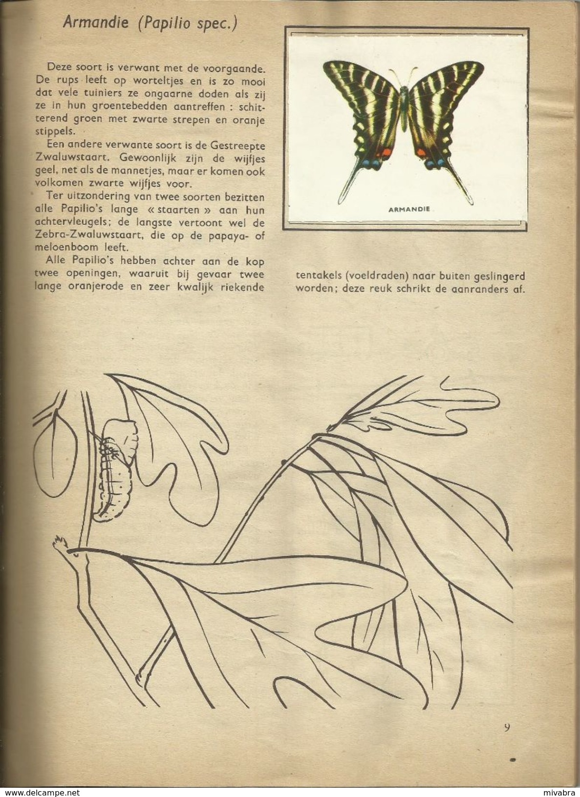 ENCYCLOPEDIE IN ZEGELS N° 10 - DE INSEKTEN ( VLINDERS BUTTERFLIES PAPILLON - KEVERS COLEOPTERA BEETLES ) 1957 - Encyclopedia