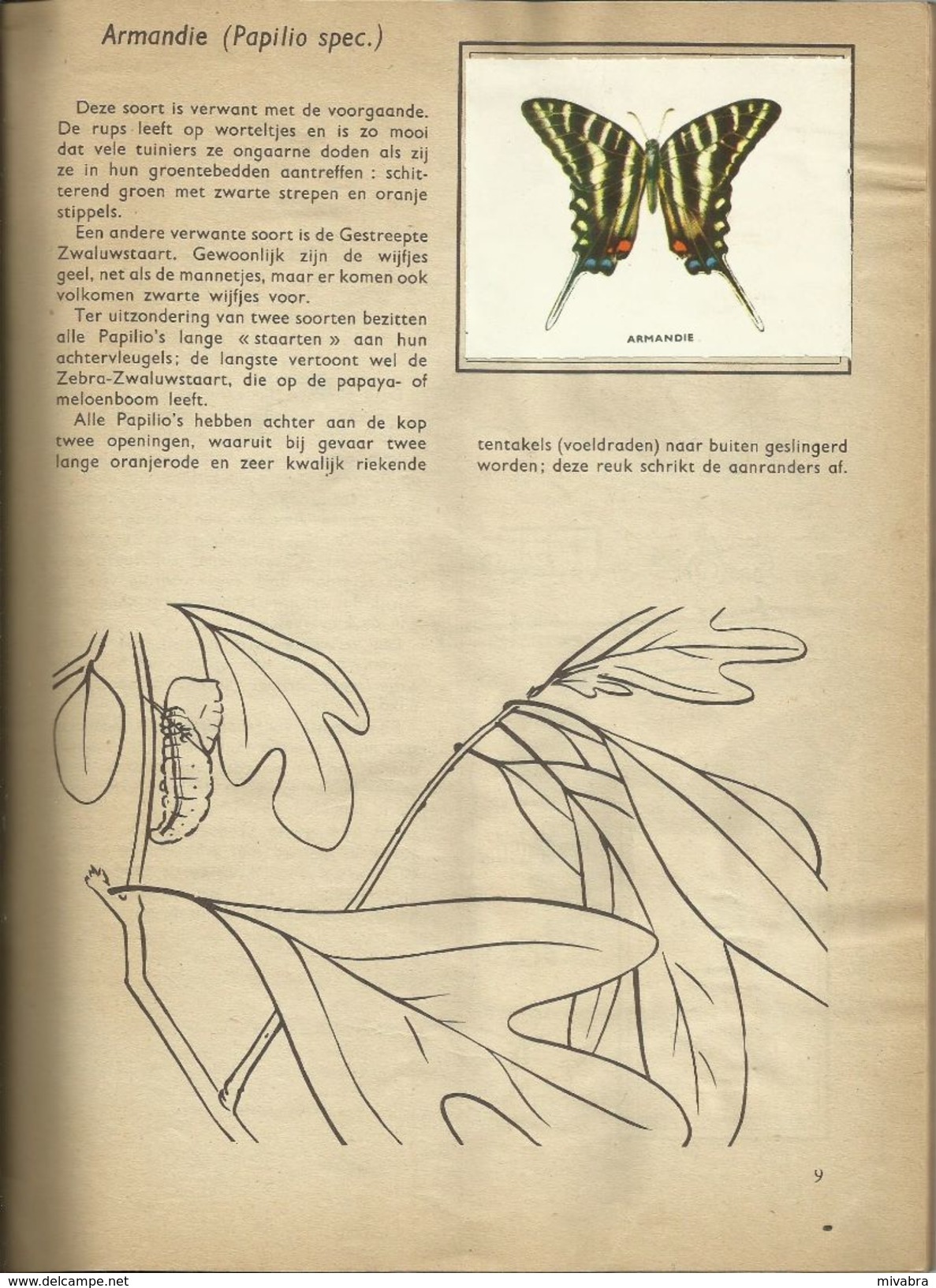 ENCYCLOPEDIE IN ZEGELS N° 10 - DE INSEKTEN ( VLINDERS BUTTERFLIES PAPILLON - KEVERS COLEOPTERA BEETLES ) 1957 - Encyclopédies