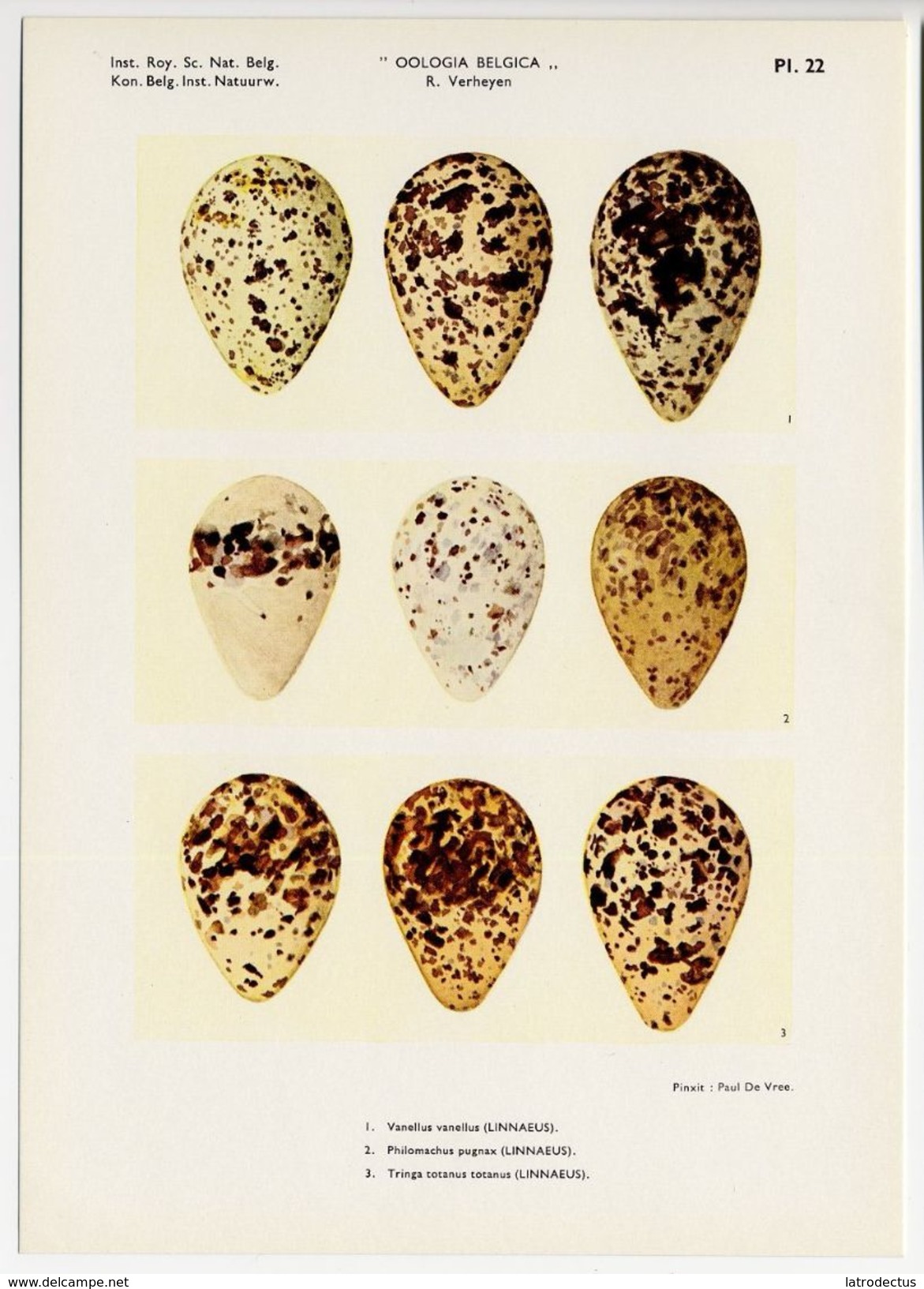 Oologia Belgica -  Vogeleieren, Oeufs D'oiseaux, Bird Eggs - 22 - Vanneau, Kievit, Lapwing, Ruff, Redshank, ... - Autres & Non Classés