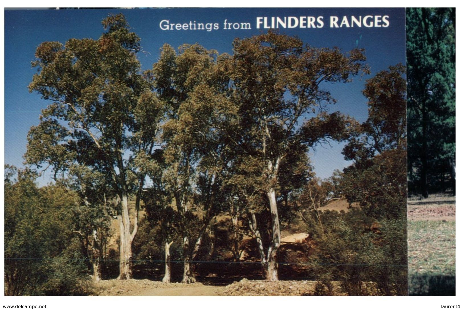 (555) Australia - SA - Flinders Ranges - Flinders Ranges