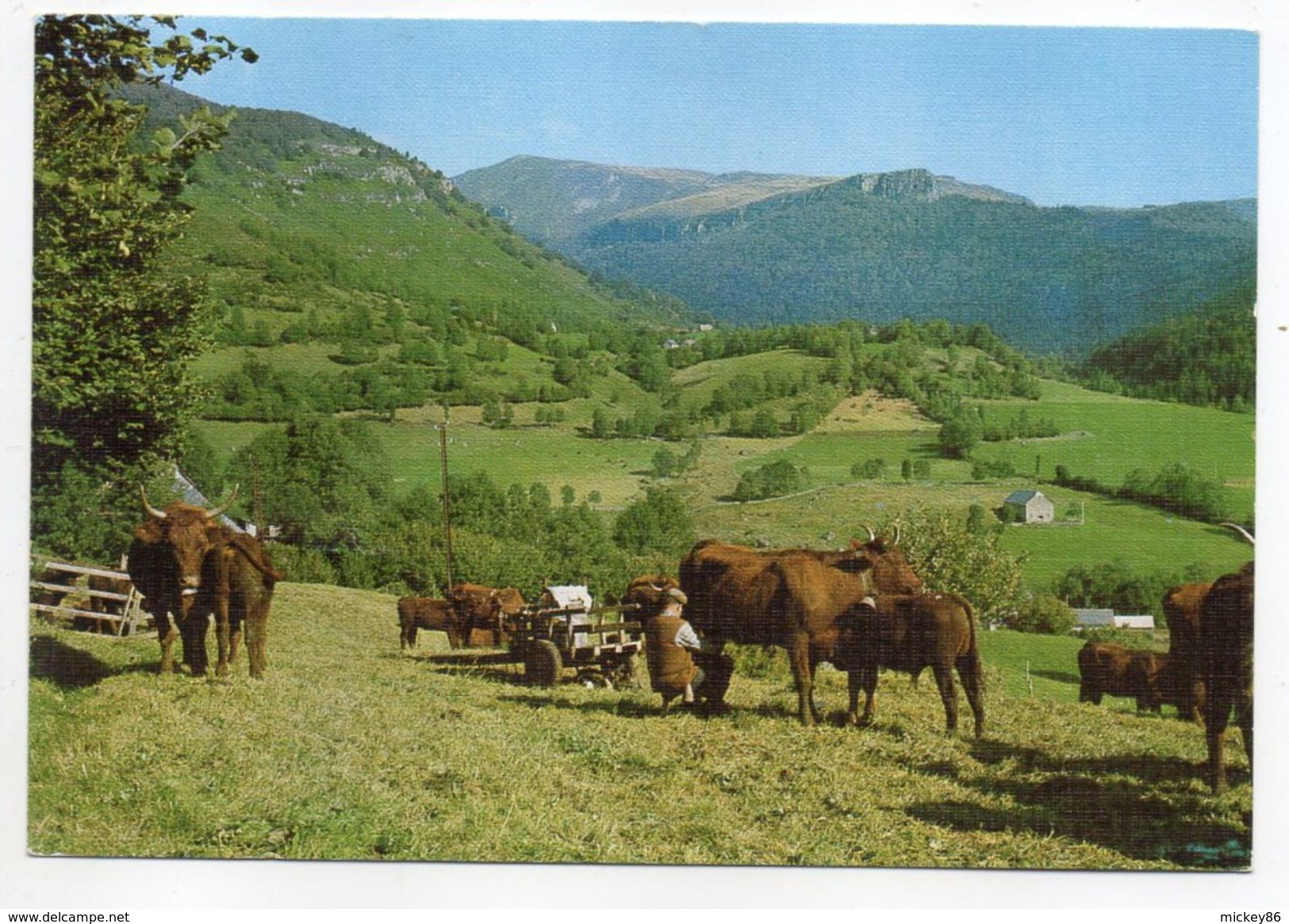 Agriculture--Cantal -- élevage--Pâturage En Montagne--Vaches (Salers) - La Traite (animée)..carte Toilée.......à Saisir - Breeding