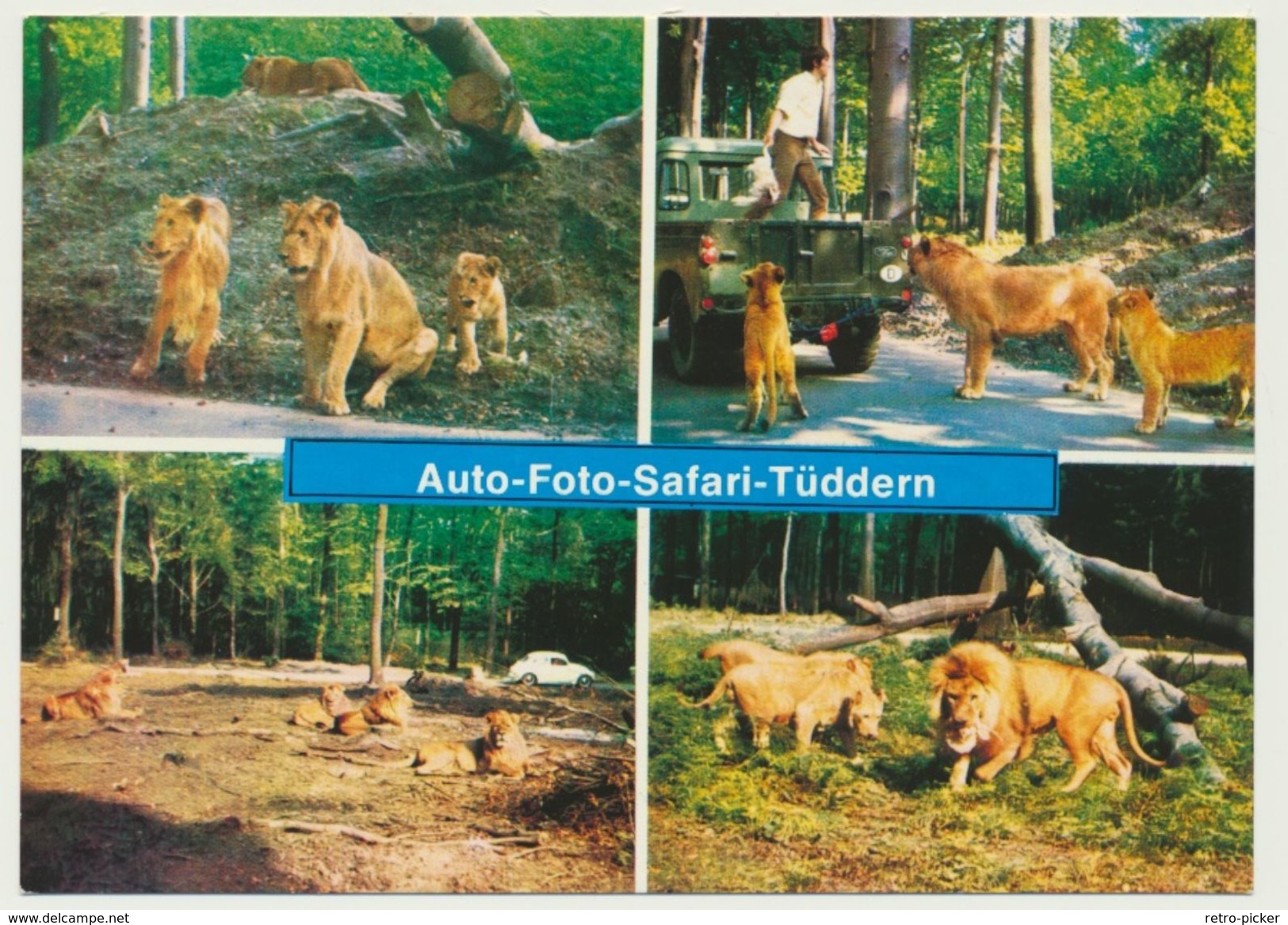 AK  Löwen Tiger Auto Safari Tüddern Bei Geilenkirchen - Lions