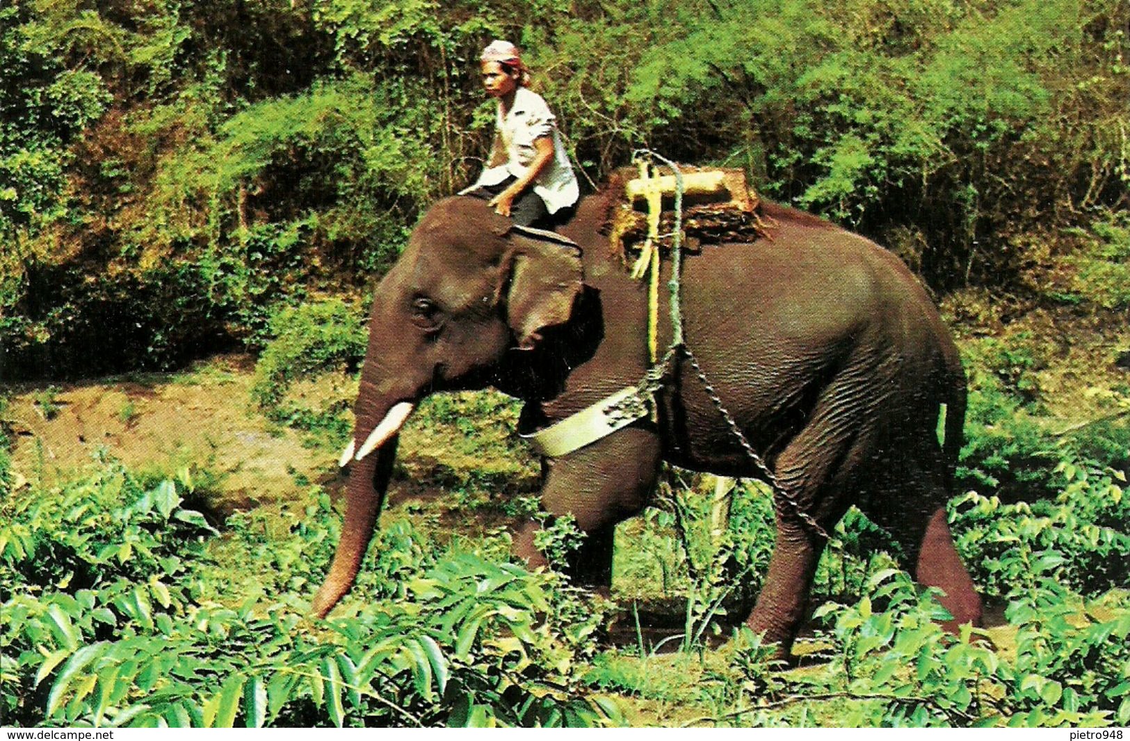 Thailandia (North Thailand) Elefante, The Trained Elephant Going To Work In The Teak-Wood Forest In Chiang Mai - Thailand