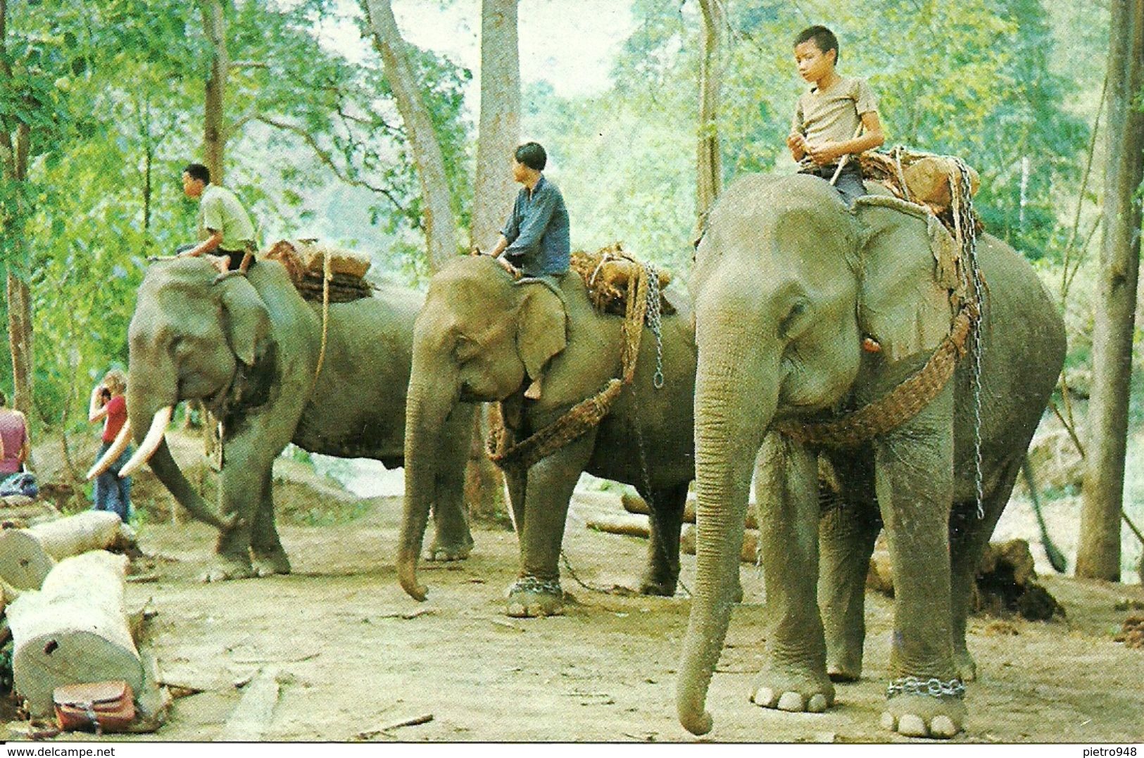 Thailandia (North Thailand) Elefanti, Trained Elephants Going To Work In The Teak-Wood Forest In Chiengmai - Tailandia