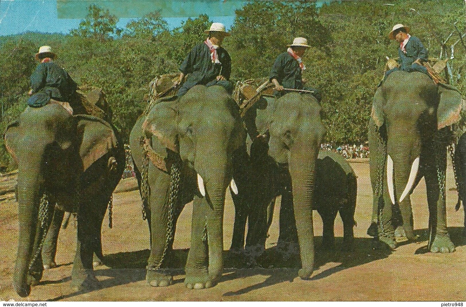 Thailandia (Thailand) Elefanti, Elephants Preparing For A Parade - Thaïland