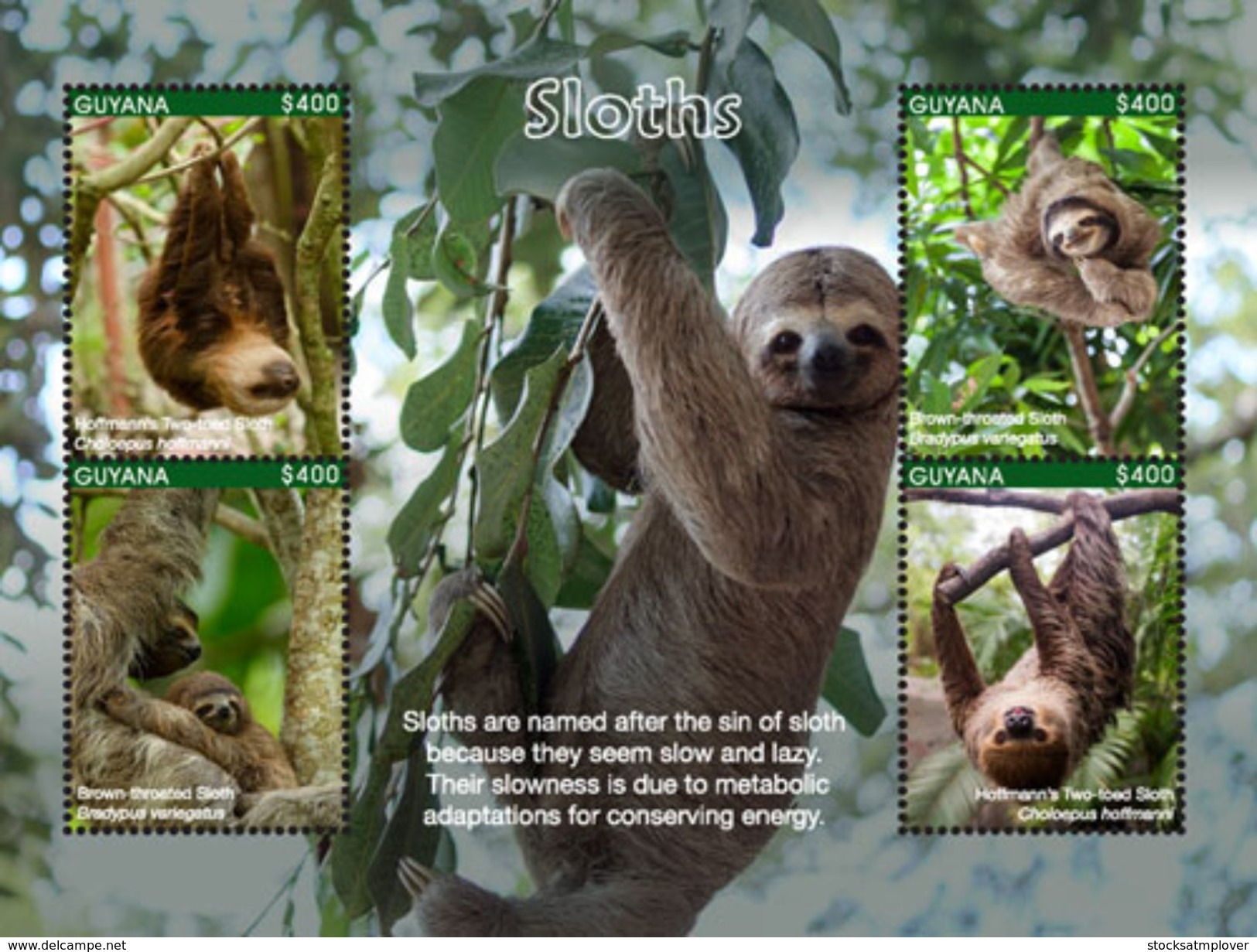 Guyana 2017 Sloths - Other & Unclassified