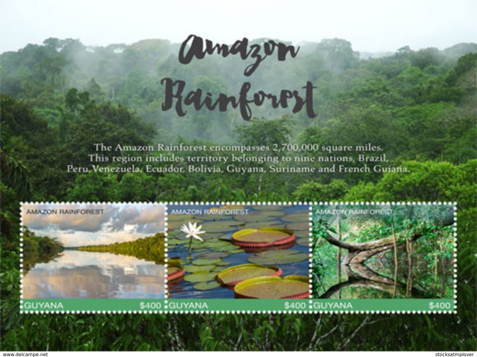 Guyana 2017 Amazon Rainforest - Other & Unclassified