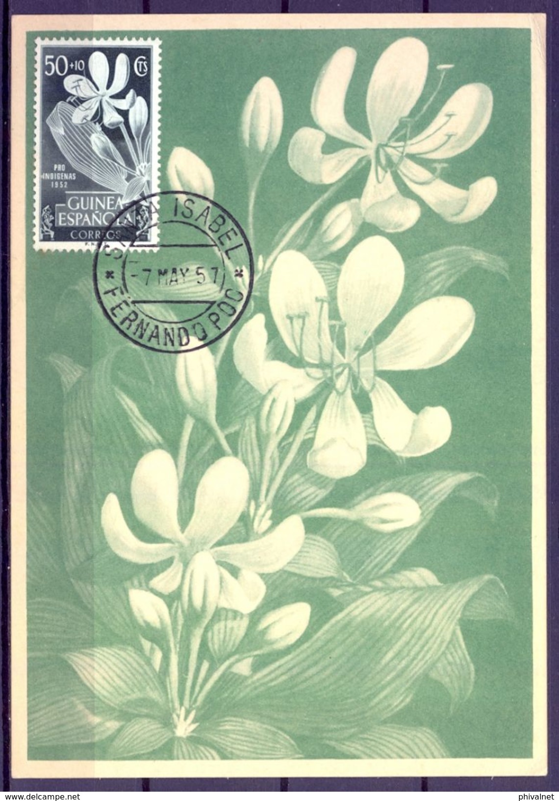 1957 , GUINEA ESPAÑOLA , ED. 315 - PRO INDÍGENAS , FLORA , CRINUM GEGANTEUM , MAT. SANTA ISABEL / FERNANDO POO - Guinea Española