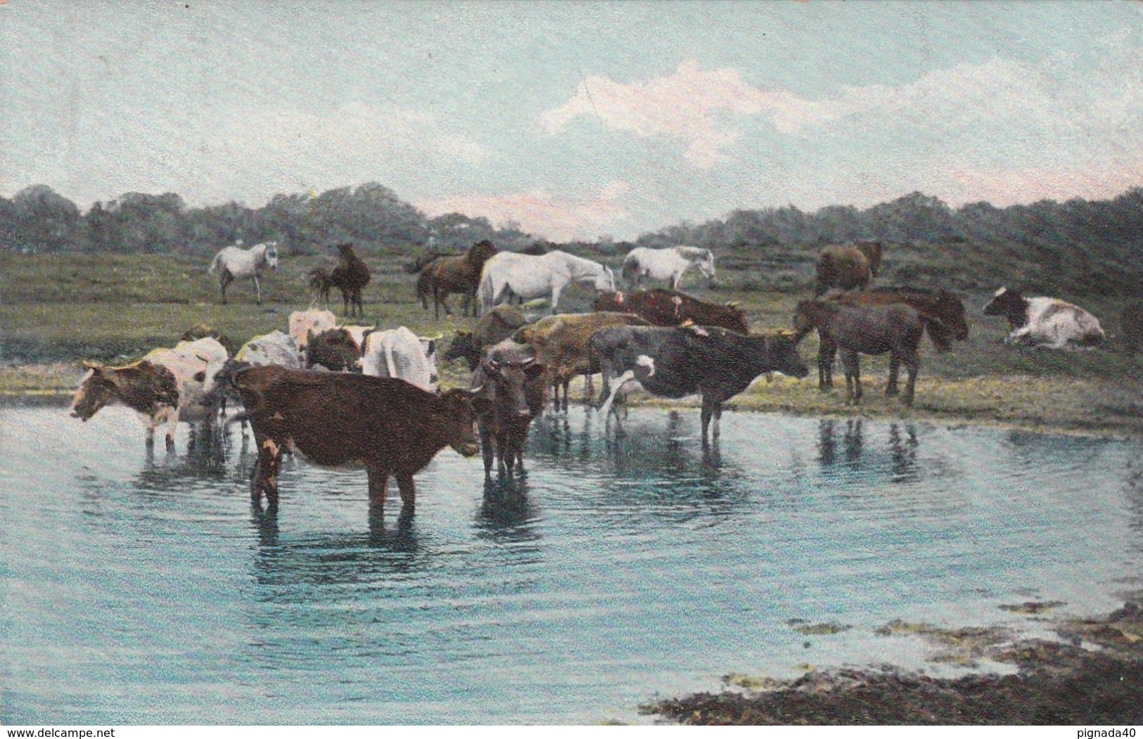 Cp , ANIMAUX , Vaches Et Chevaux Au Point D'eau - Cows