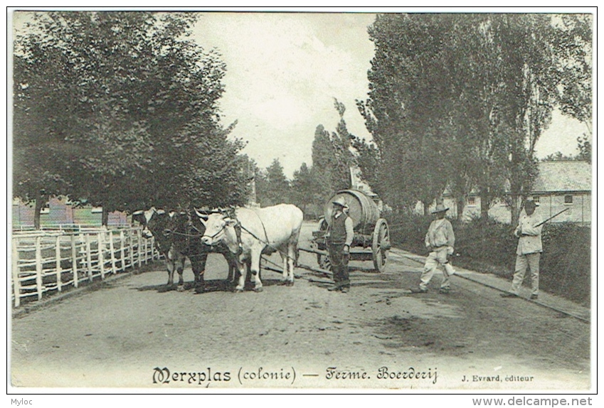 Merksplas/Merxplas. Boerderij. Ferme.  Attelage. - Merksplas