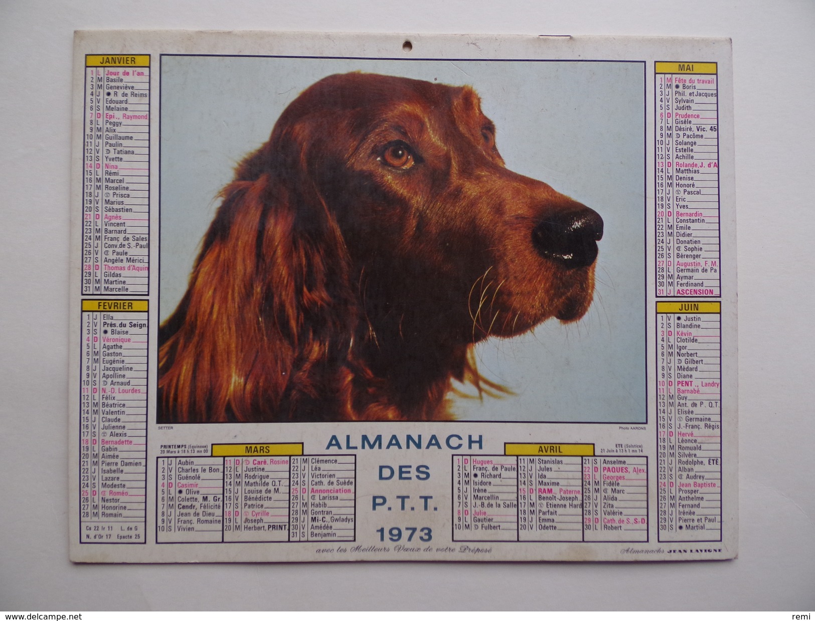 CALENDRIER P.T.T. POSTE POSTES 1973 ALMANACH CALENDAR KALENDER Chien Setter PMU Course Hippique - Grand Format : 1971-80