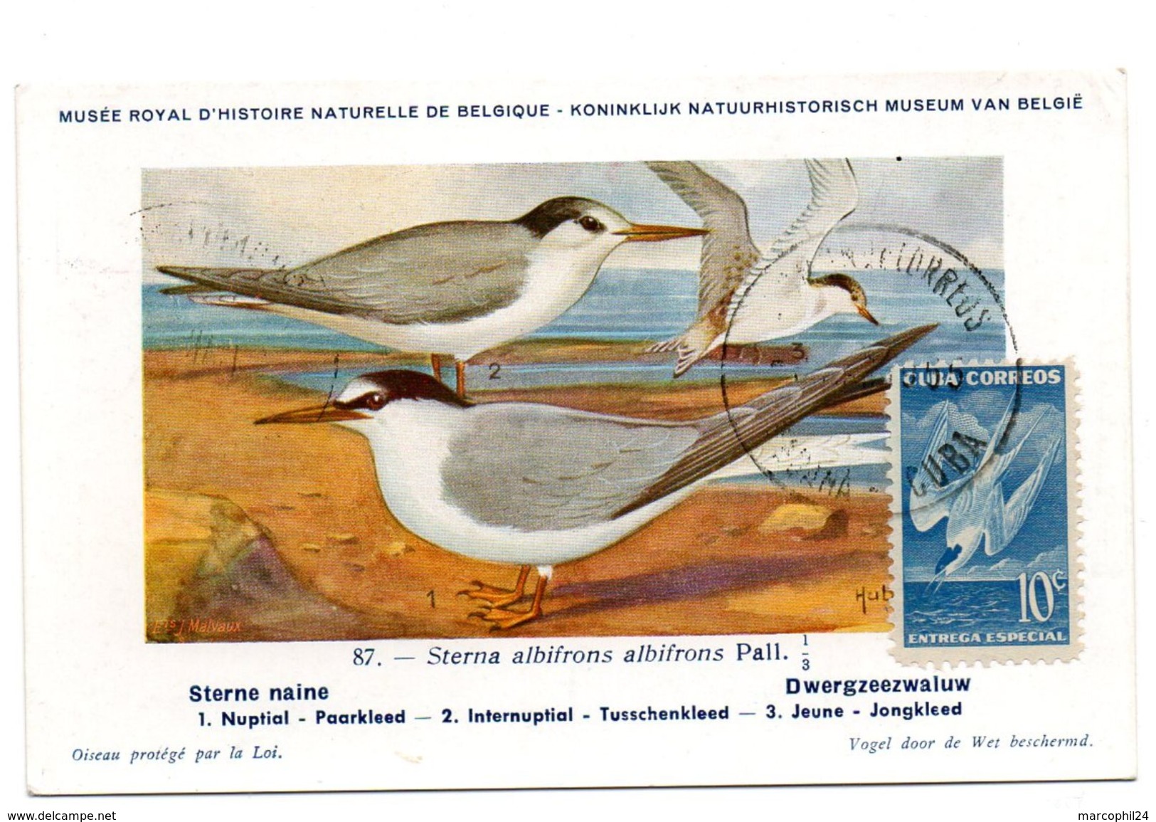 OISEAU / HIRONDELLE = CUBA ENTREGA ESPECIAL 1953  N° 17  = CARTE MAXIMUM - Hirondelles