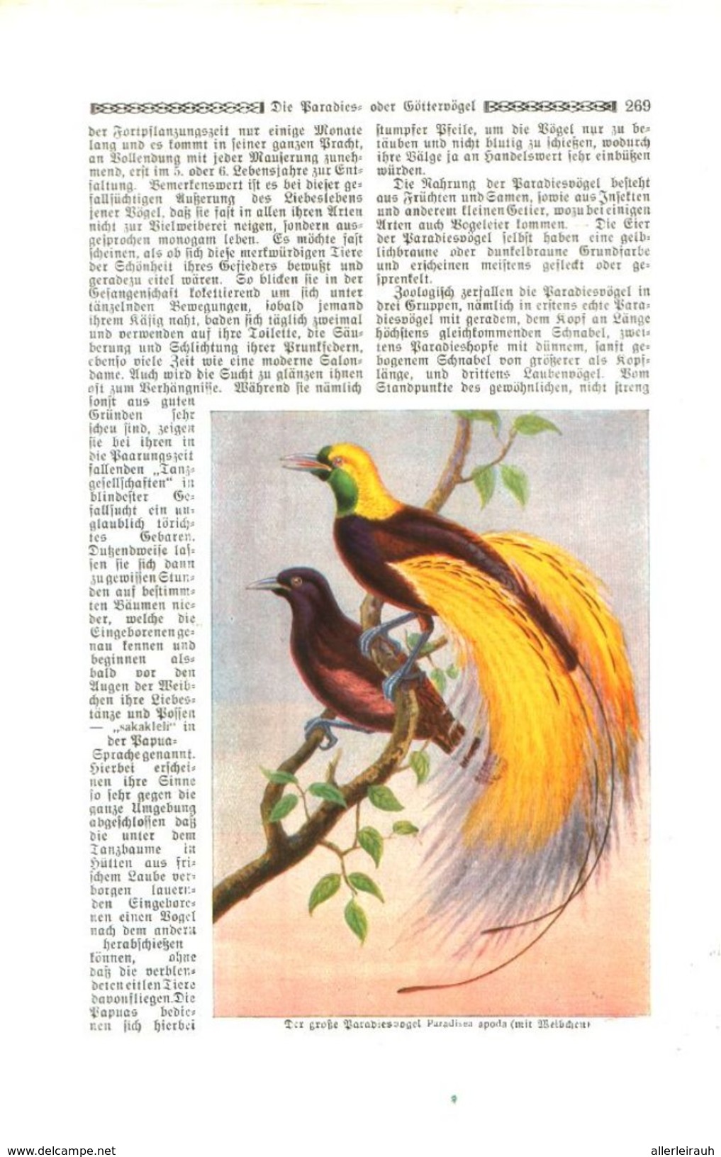 Die Paradies-oder Göttervögel (von Dr.Emil Carthaus.     / Druck, Entnommen Aus Zeitschrift /1924 - Paketten