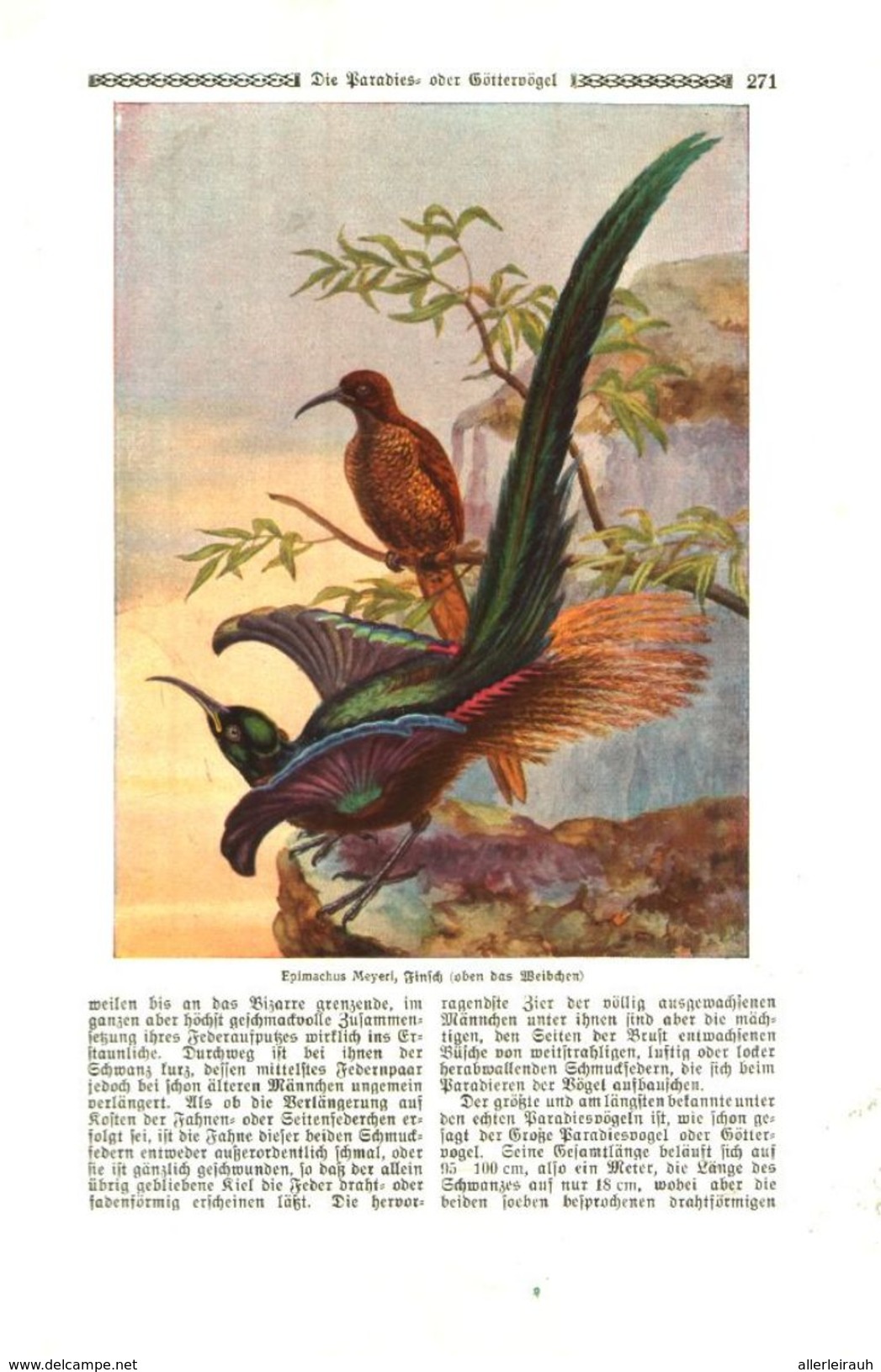 Die Paradies-oder Göttervögel (von Dr.Emil Carthaus.     / Druck, Entnommen Aus Zeitschrift /1924 - Packages