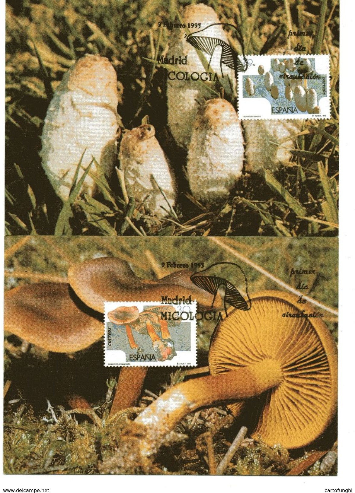 C SPAGNA  1995 MAXIMUM FUNGHI FUNGUS CHAMPIGNONS PILZ SETAS COPRINUS CORTINARIUS - Pilze