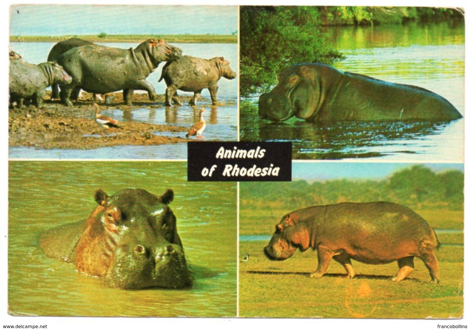 RHODESIA/ZIMBABWE - ANIMALS / HIPPO / THEMATIC STAMP-BIRD - Zimbabwe