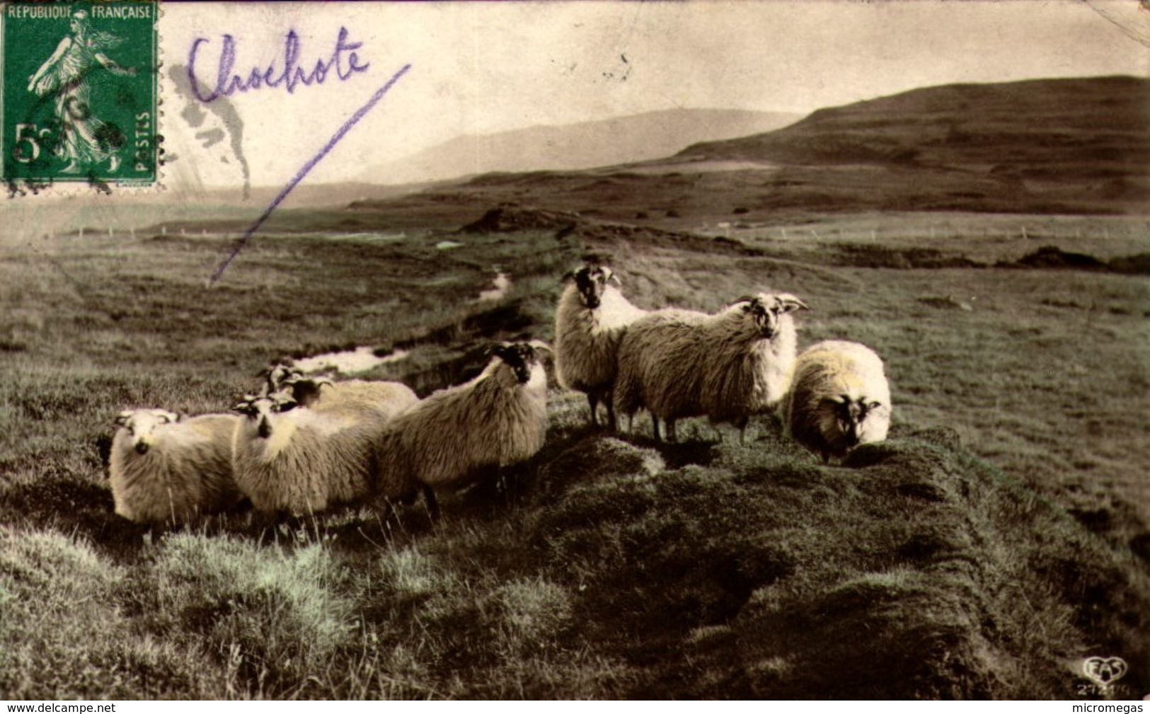 Moutons Au Pâturage - Elevage