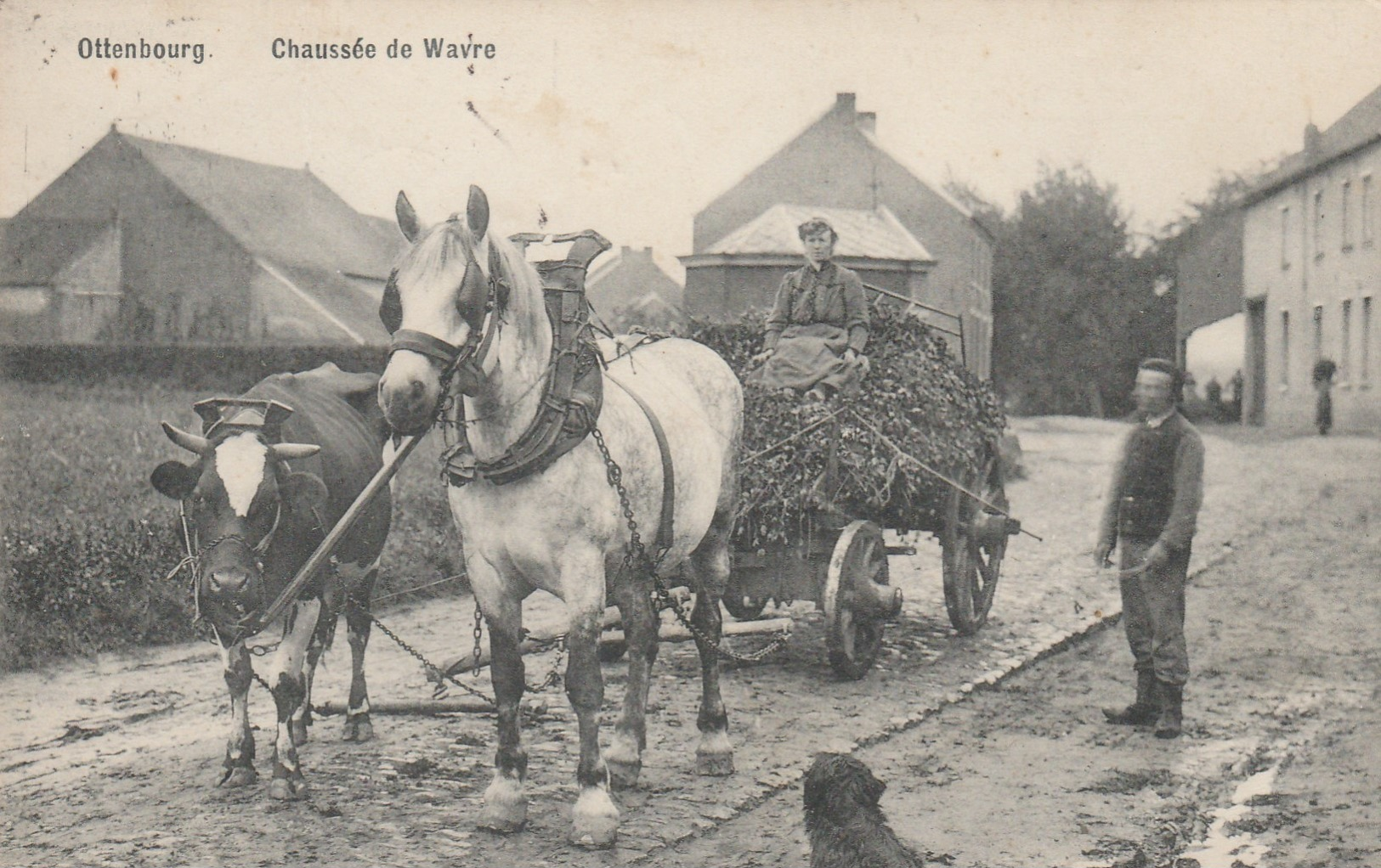 Ottenbourg ,Chaussée De Wavre,RARE ,attelage Vache+Cheval Tirant Un Chariot De Trèfle (Overijse,Grez-Doiceau,Huldenberg - Huldenberg