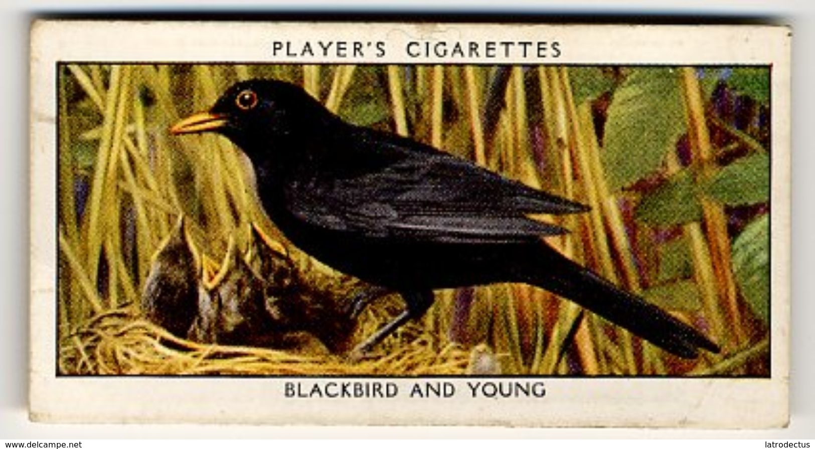 Player - 1932 - Wild Birds - 1 - Turdus Merula, Merle Noir, Merel, Blackbird - Player's