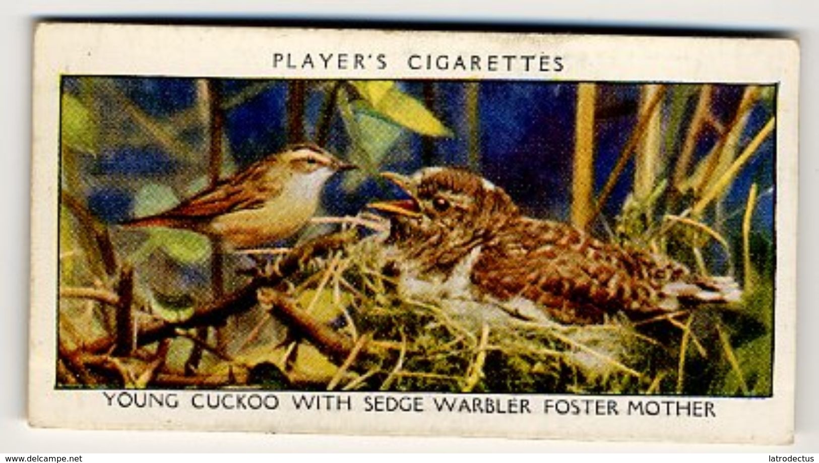 Player - 1932 - Wild Birds - 7 - Cuculus Canorus, Coucou Gris, Koekoek, Cuckoo, Sedge-Warbler - Player's