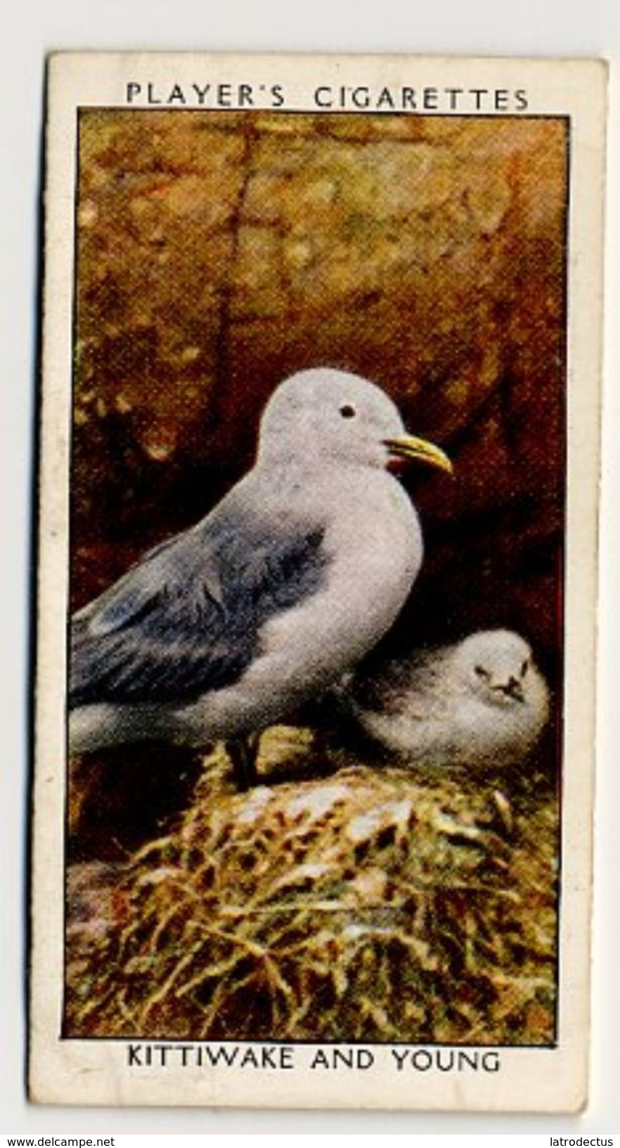 Player - 1932 - Wild Birds - 19 - Kittiwake And Young - Player's