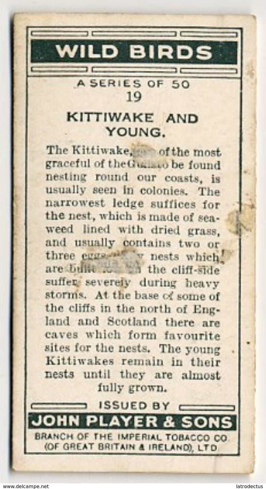 Player - 1932 - Wild Birds - 19 - Kittiwake And Young - Player's