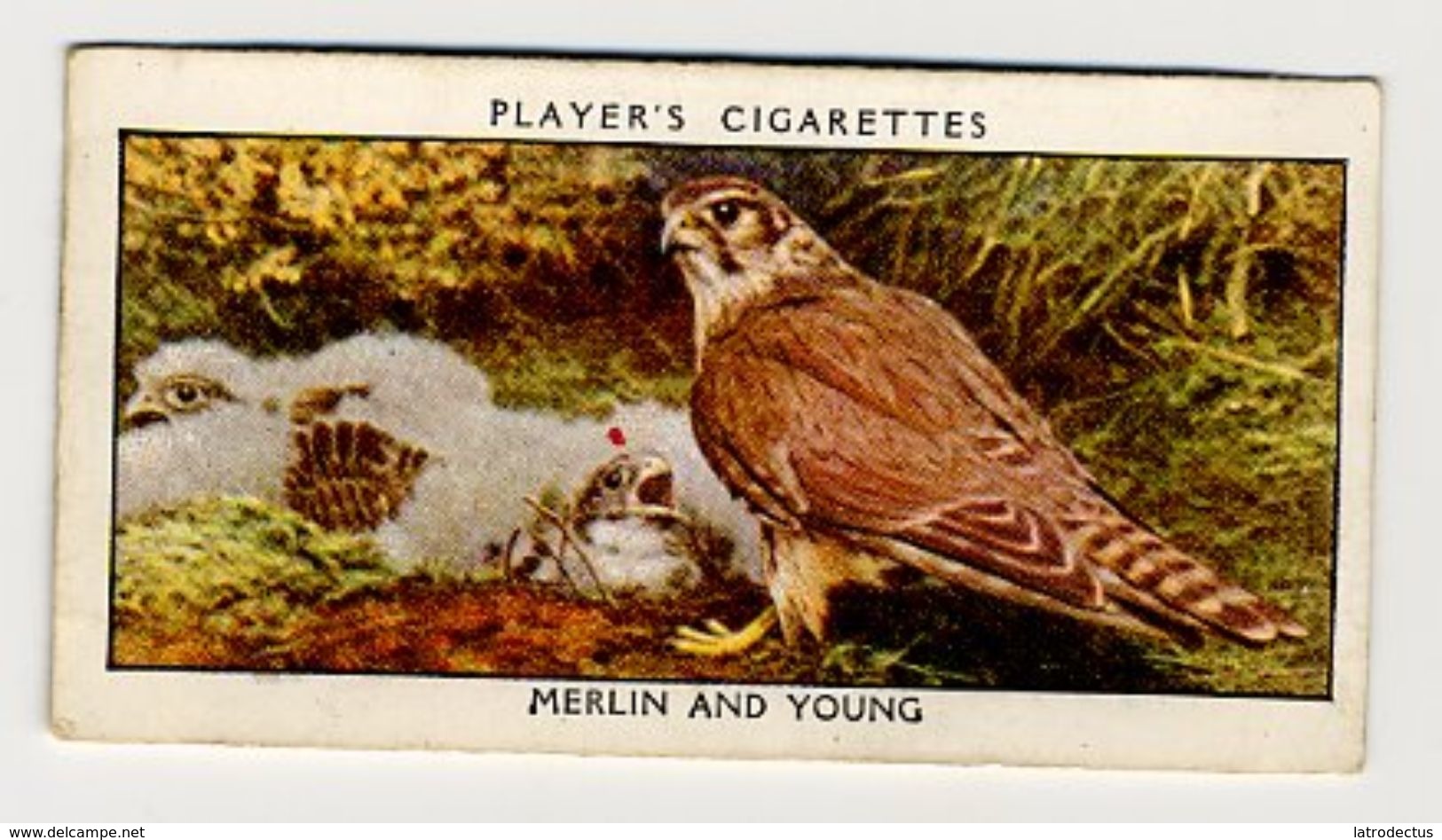 Player - 1932 - Wild Birds - 23 - Falco Columbarius, Faucon émérillon, Smelleken, Smellekenvalk, Merlin - Player's