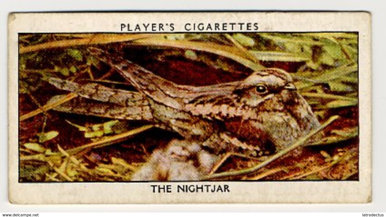 Player - 1932 - Wild Birds - 25 - Caprimulgus Europaeus, Engoulevent D'Europe, Geitenmelker, Nightjar - Player's
