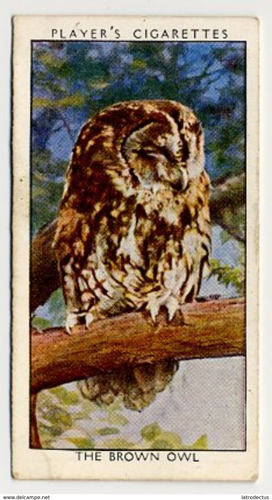 Player - 1932 - Wild Birds - 27 - Chouette Hulotte, Bosuil, Tawny Owl, Brown Owl - Player's