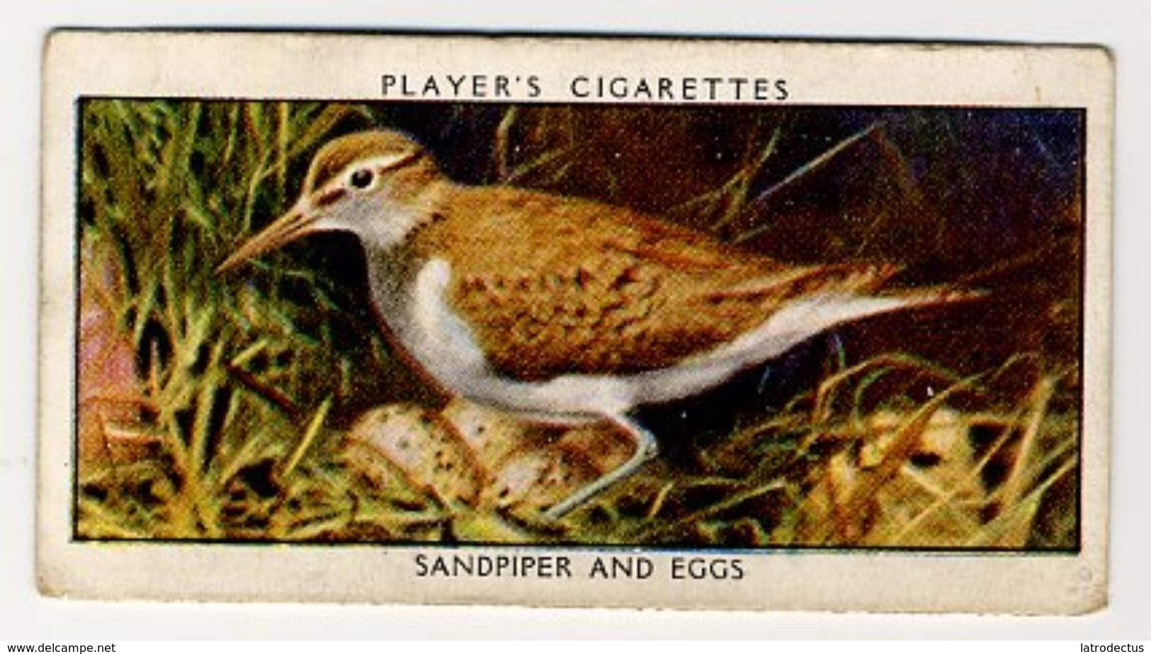 Player - 1932 - Wild Birds - 33 - Actitis Hypoleucos, Chevalier Guignette, Oeverloper, Sandpiper - Player's