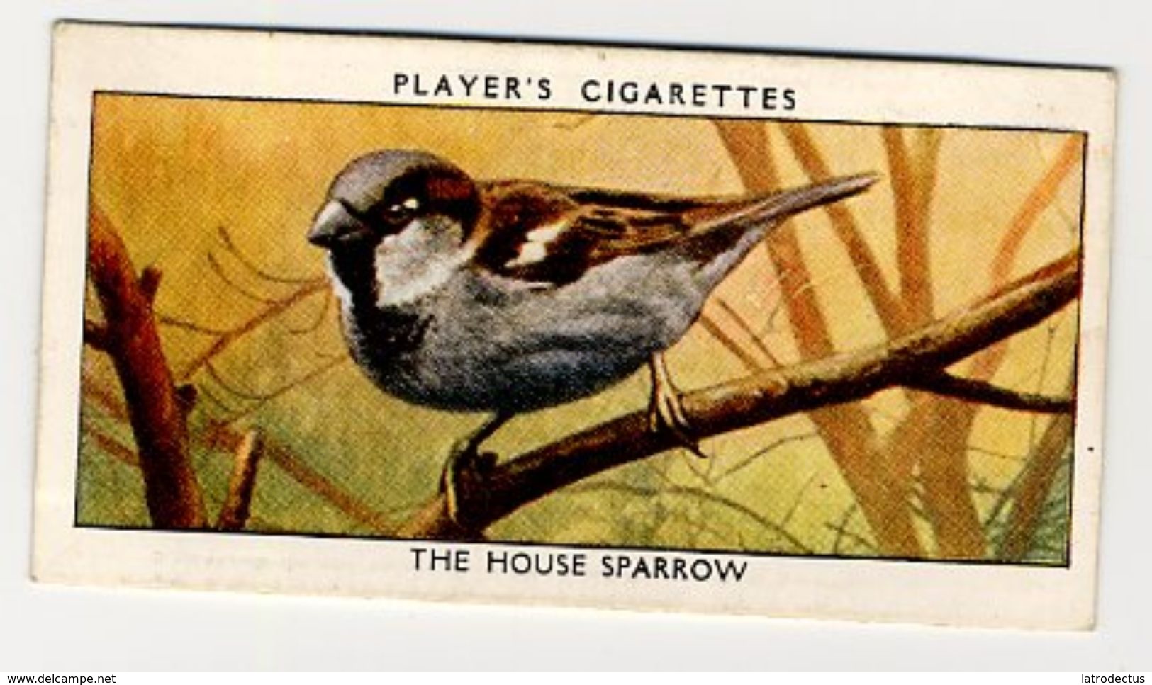 Player - 1932 - Wild Birds - 36 - Passer Domesticus, Moineau Domestique, Huismus, House Sparrow - Player's