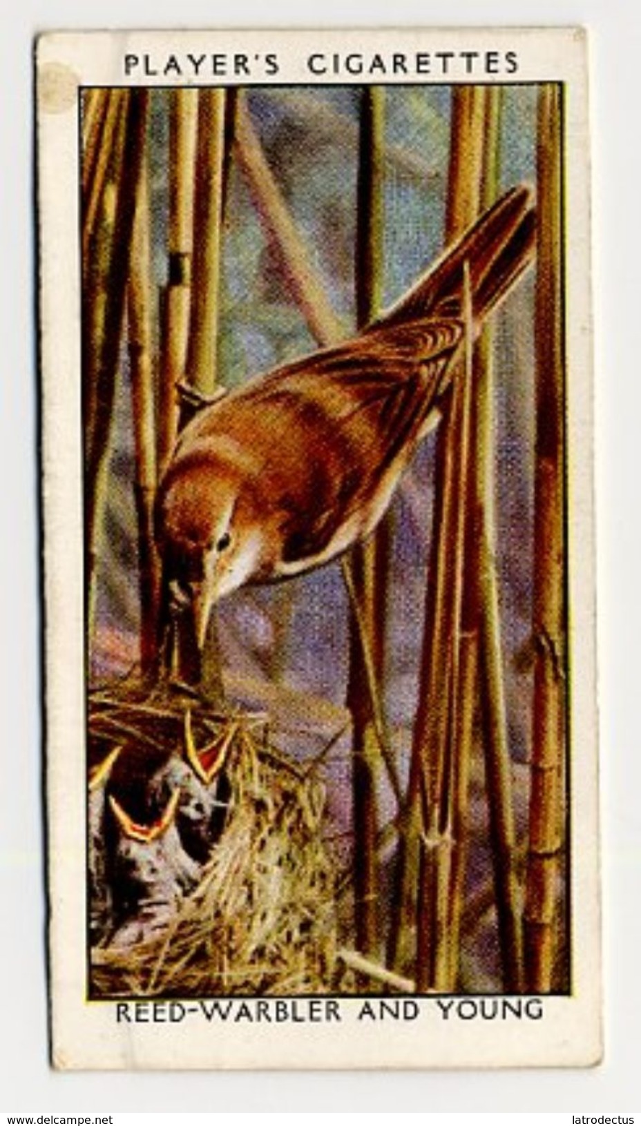 Player - 1932 - Wild Birds - 43 - Acrocephalus Scirpaceus, Rousserolle Des Roseaux, Kleine Rietzanger, Reed Warbler - Player's