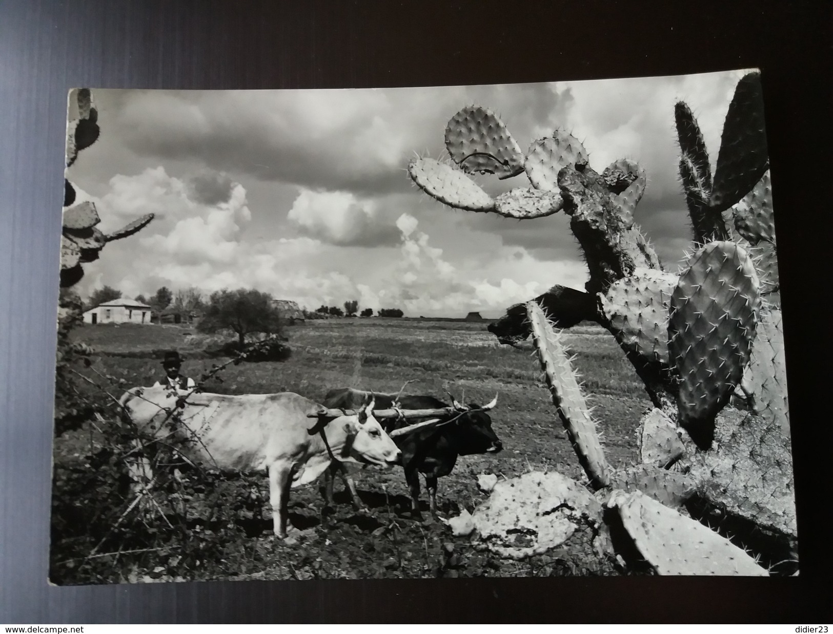 NEL SALERNITANO PAIRE DE BOEUF ATTELAGE PAYSAN ITALIEN CACTUS 1955 FERME JOUG DE BOEUF - Altri & Non Classificati