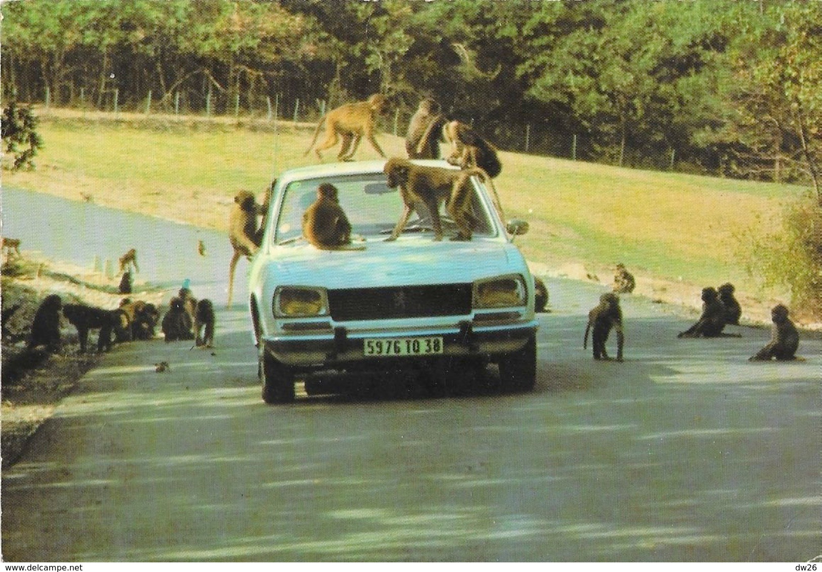 Safari Parc Du Haut Vivarais à Peaugres (Ardèche) - Lot De 3 Cartes Non Circulées: Lions, Ours, Babouins - Autres & Non Classés