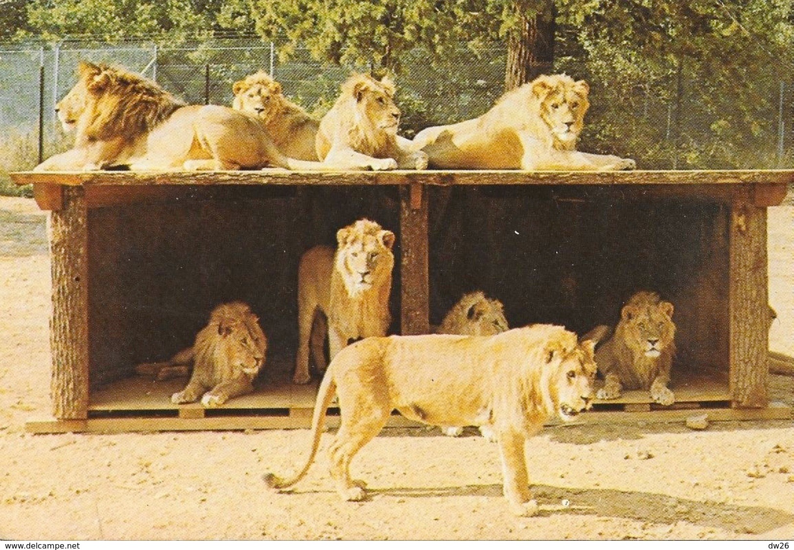 Safari Parc Du Haut Vivarais à Peaugres (Ardèche) - Lot De 3 Cartes Non Circulées: Lions, Ours, Babouins - Autres & Non Classés