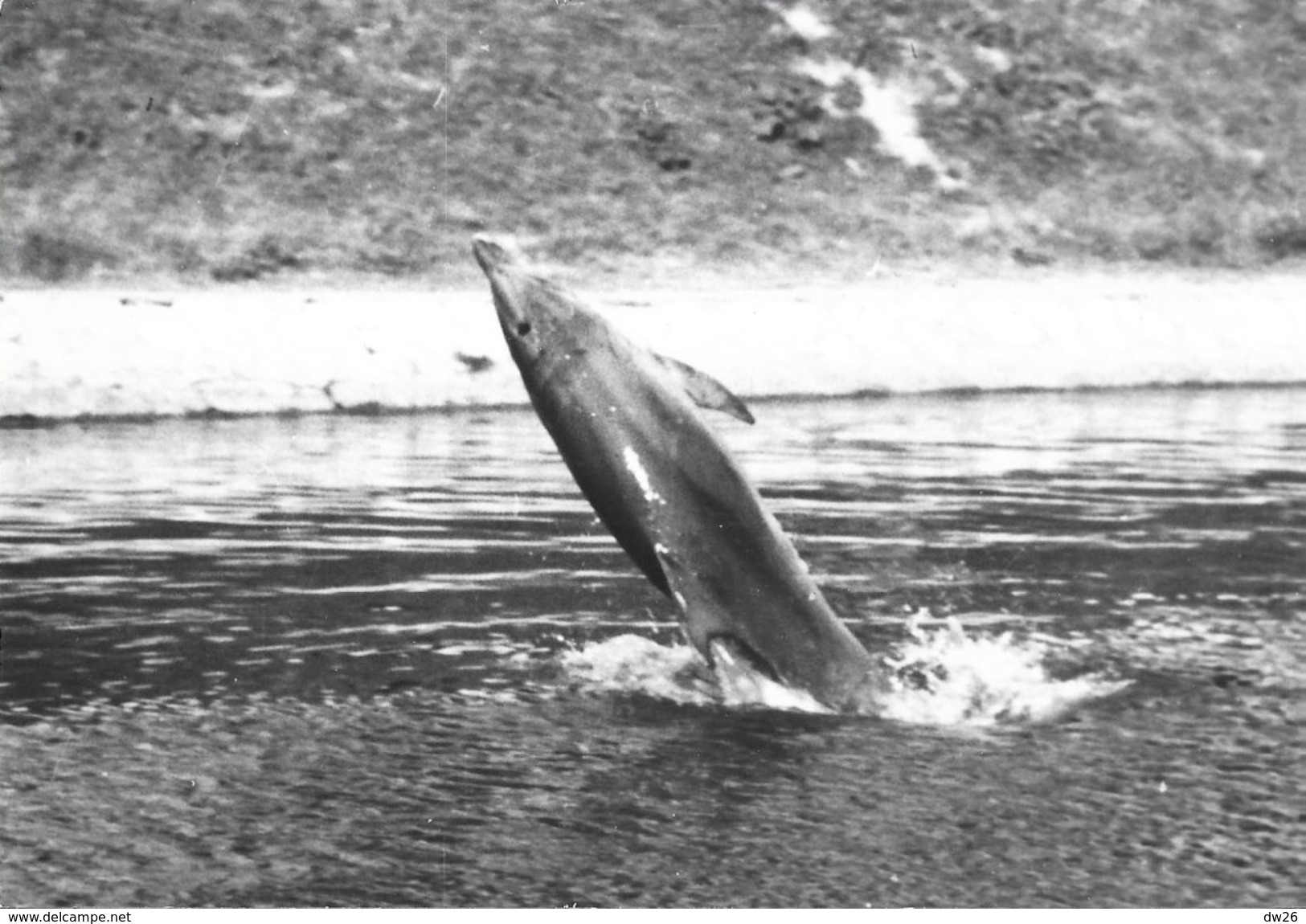 Dauphin - Cesenatico - Il Delfino Lalla II - Carte Non Circulée - Dauphins