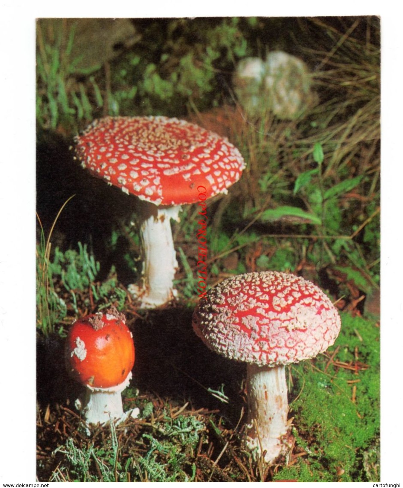 C11 AMANITA  MUSCARIA 1971 JUGENDHERBERGSWERK  FUNGO TOADSTOOL CHAMPIGNON FLIEGENPILZ - Mushrooms