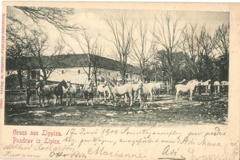 T2/T3 Lipica, Lipizza; Stud Farm, Lipizzan Horses. M. Schaber (EK) - Ohne Zuordnung